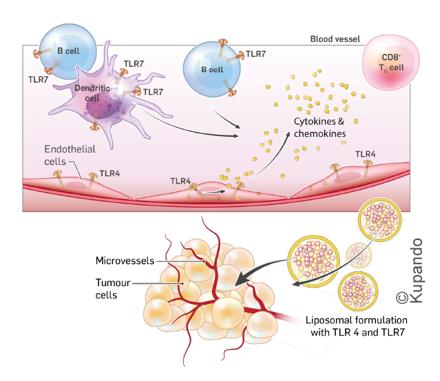 KUPANDO | Inspired by Nature